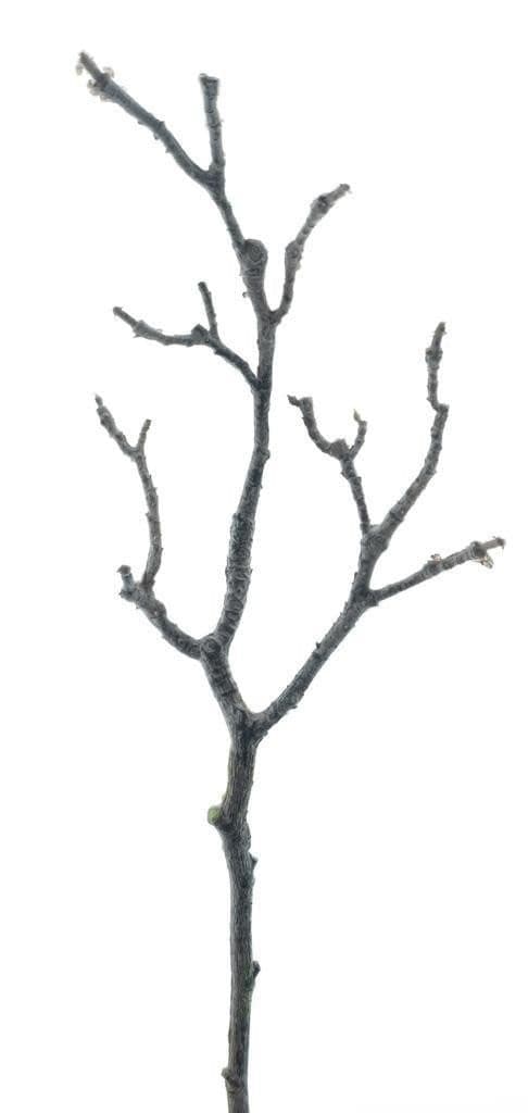 artplants Künstlicher Magnolienzweig Braun 45cm