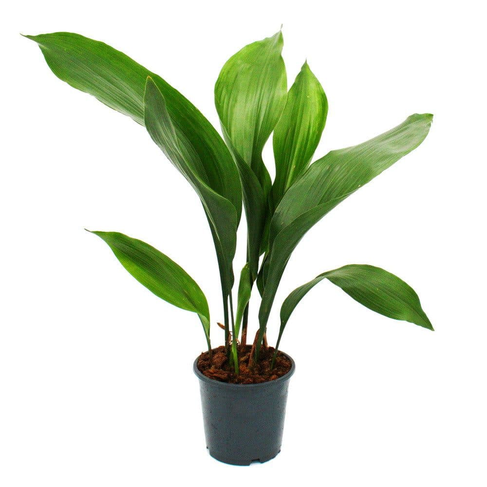 Exotenherz Zimmerpflanze Schusterpalme Aspidistra elatior 15cm Topf