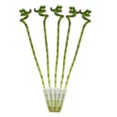 Exotenherz Zimmerpflanze 5er Set Glücksbambus Lucky Bamboo spiralförmig 40 cm Bild 2