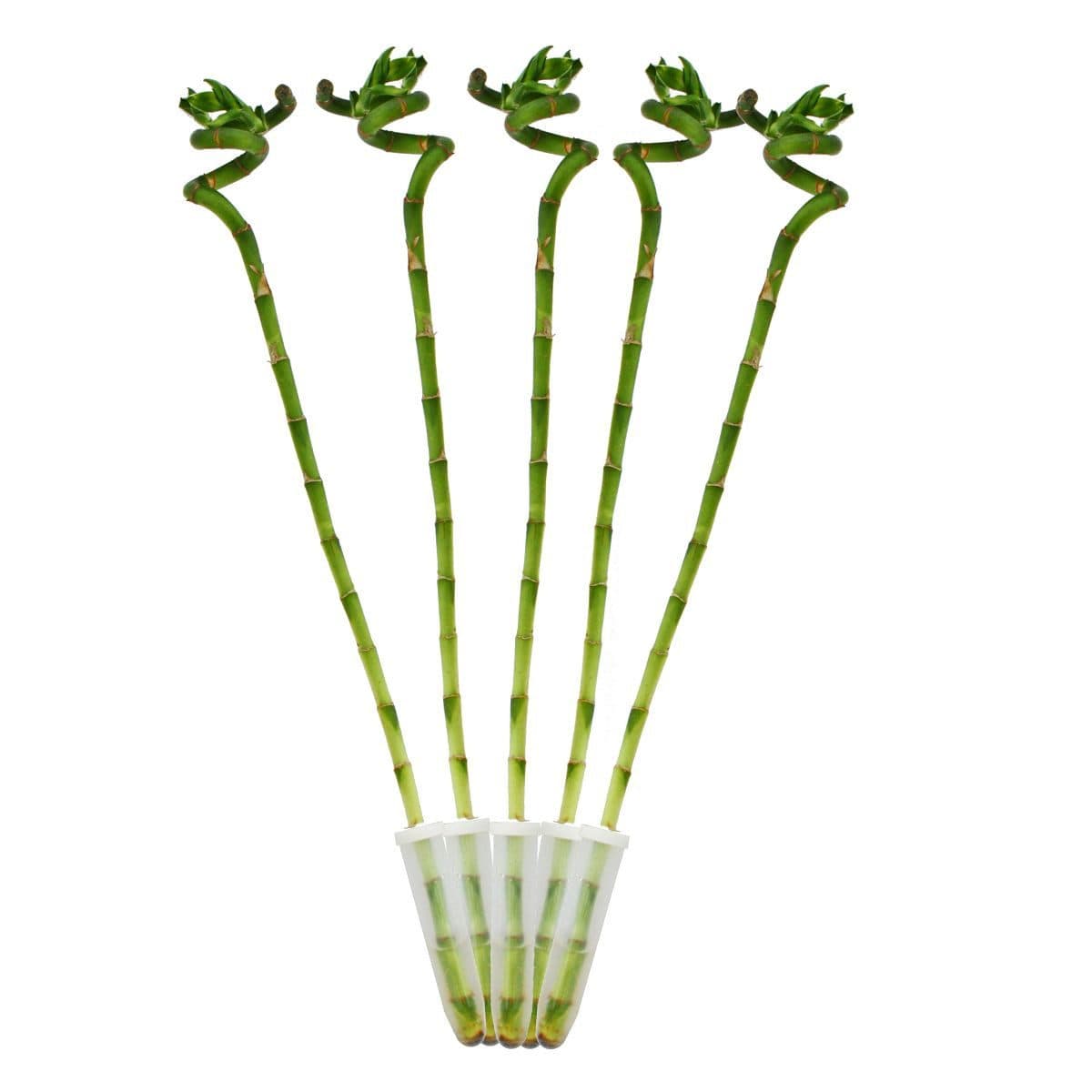 Exotenherz Zimmerpflanze 5er Set Glücksbambus Lucky Bamboo spiralförmig 40 cm - Bild 2