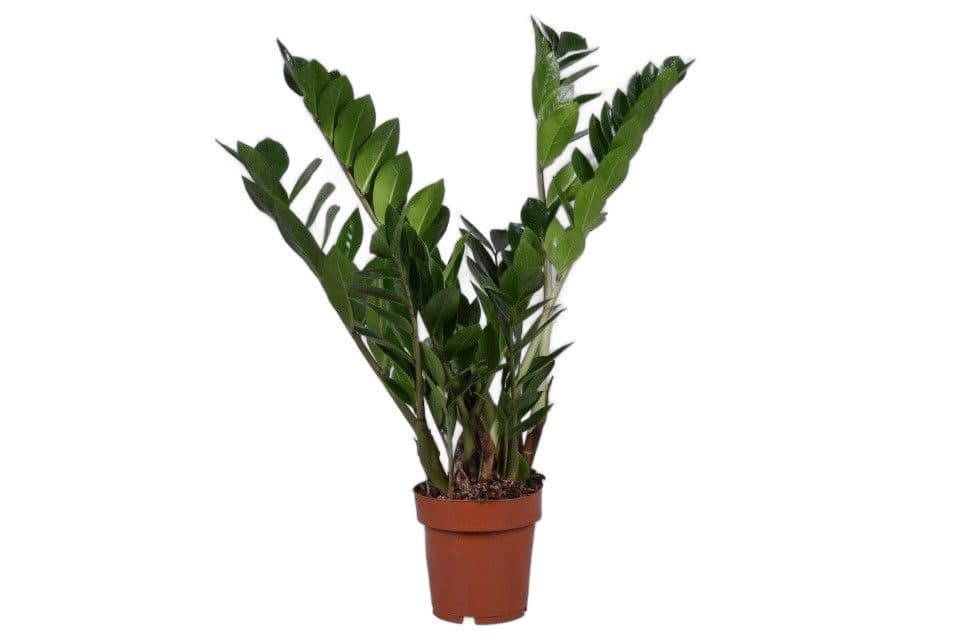 meinvipshop Zimmerpflanze Glücksfeder Zamioculcas zamiifolia 50cm