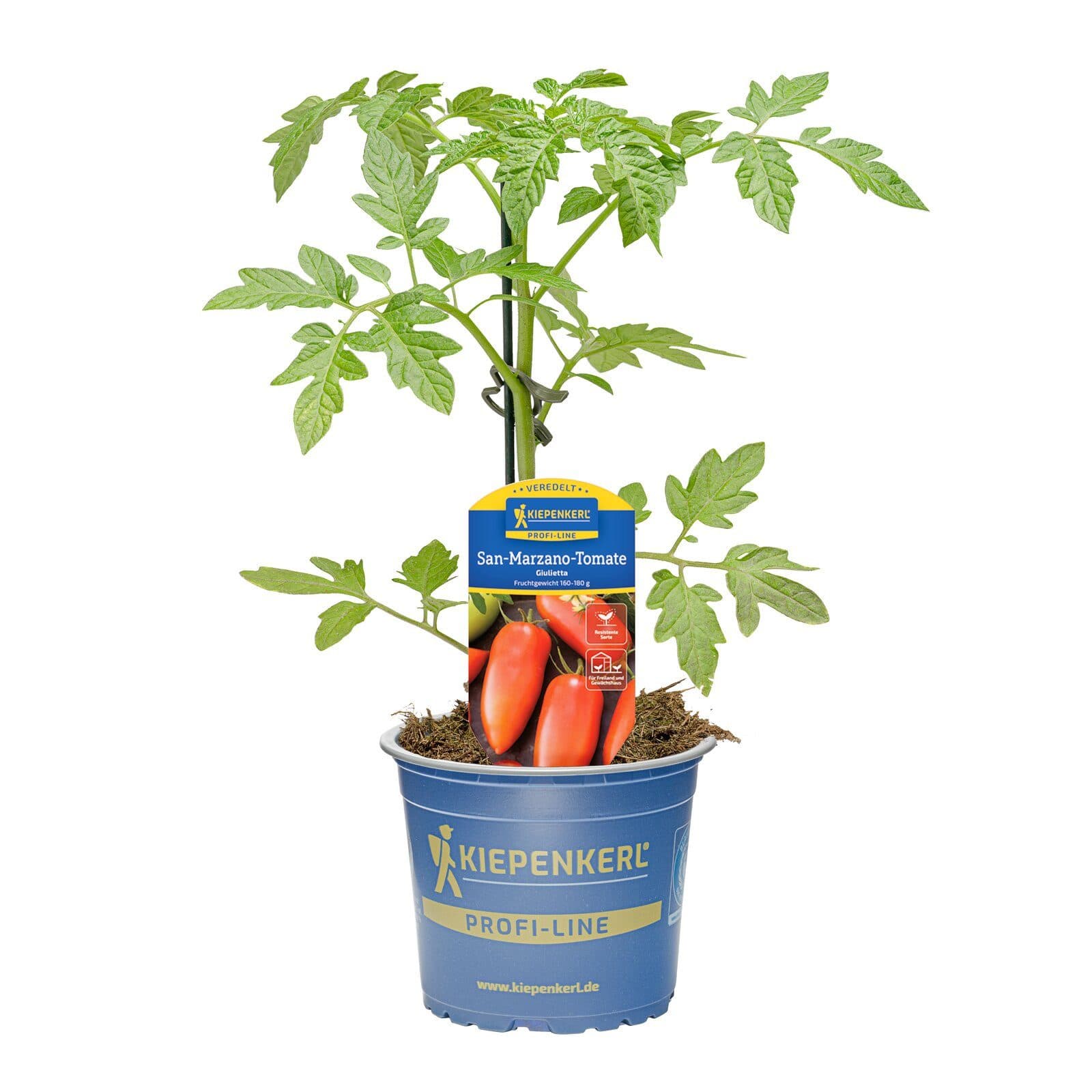 Pflanzen für Dich San-Marzano-Tomate Giulietta veredelt F1 12cm Topf - Bild 2