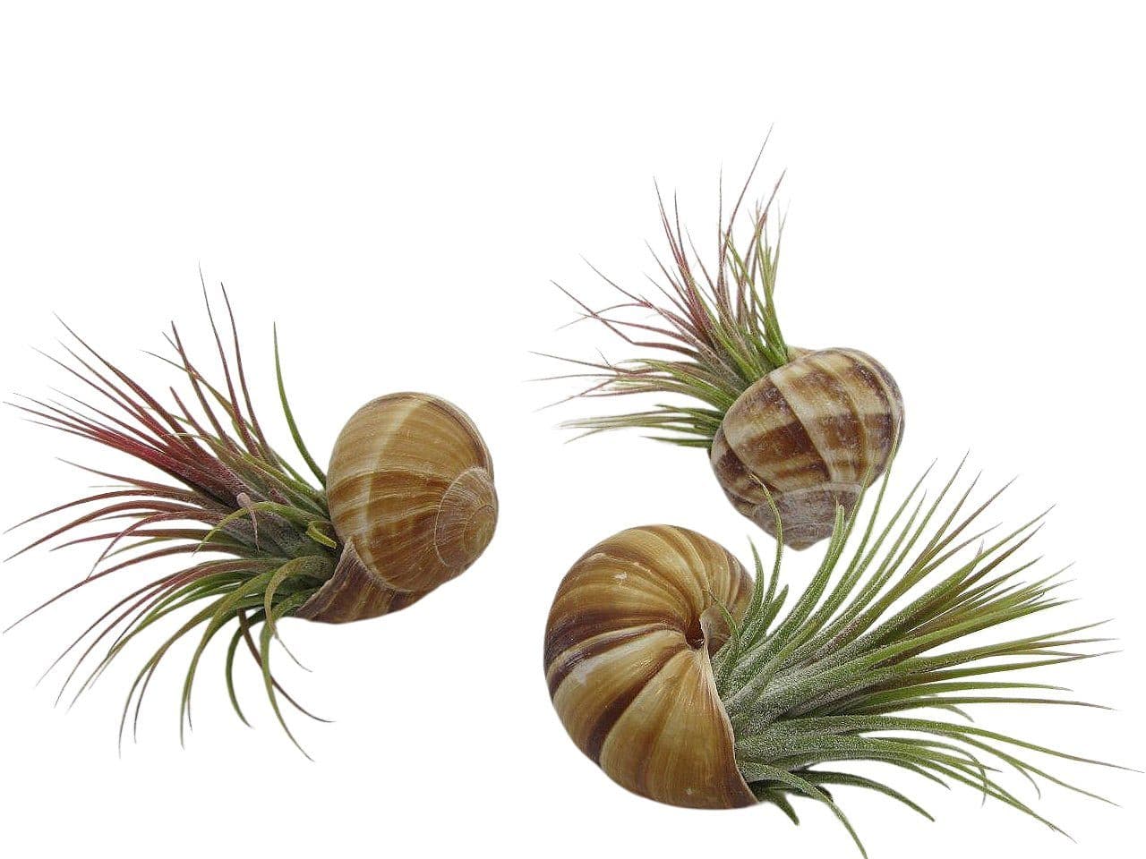 meinvipshop Hängedekoration Schnecke Helix pomatia 3er Set mit Tillandsie