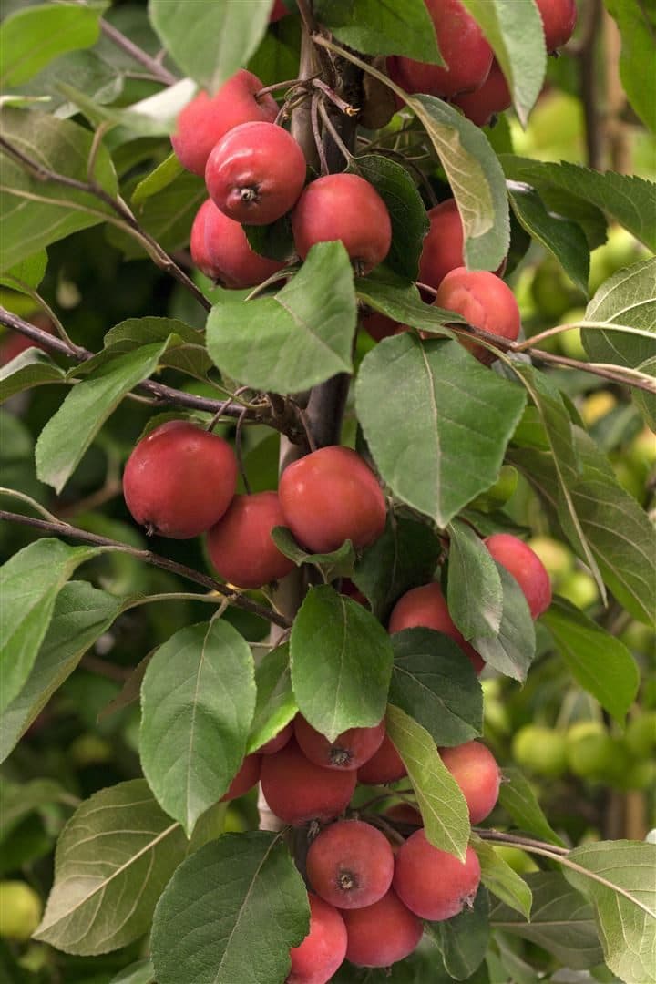 Pflanzen für Dich Malus 'Eleyi' Zierapfel Rosa - Bild 2
