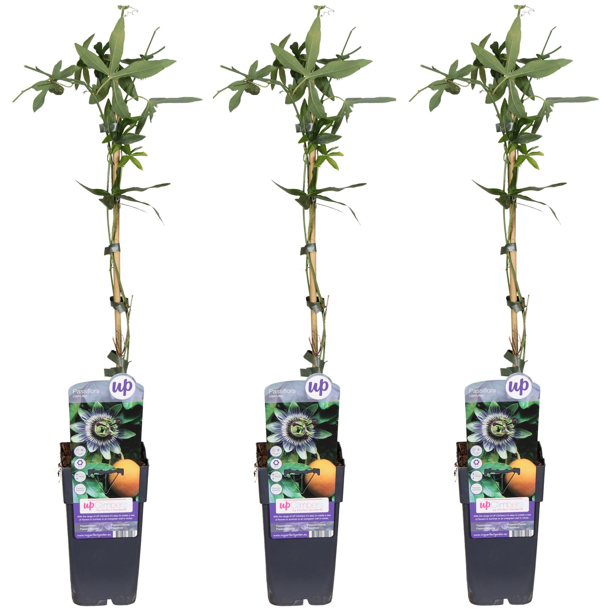 meinvipshop Kletterpflanze Passiflora Passionsblume 3er Set 50cm