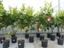 gruenwaren jakubik Zitronenbaum mit Topf 140-160 cm Bild 2