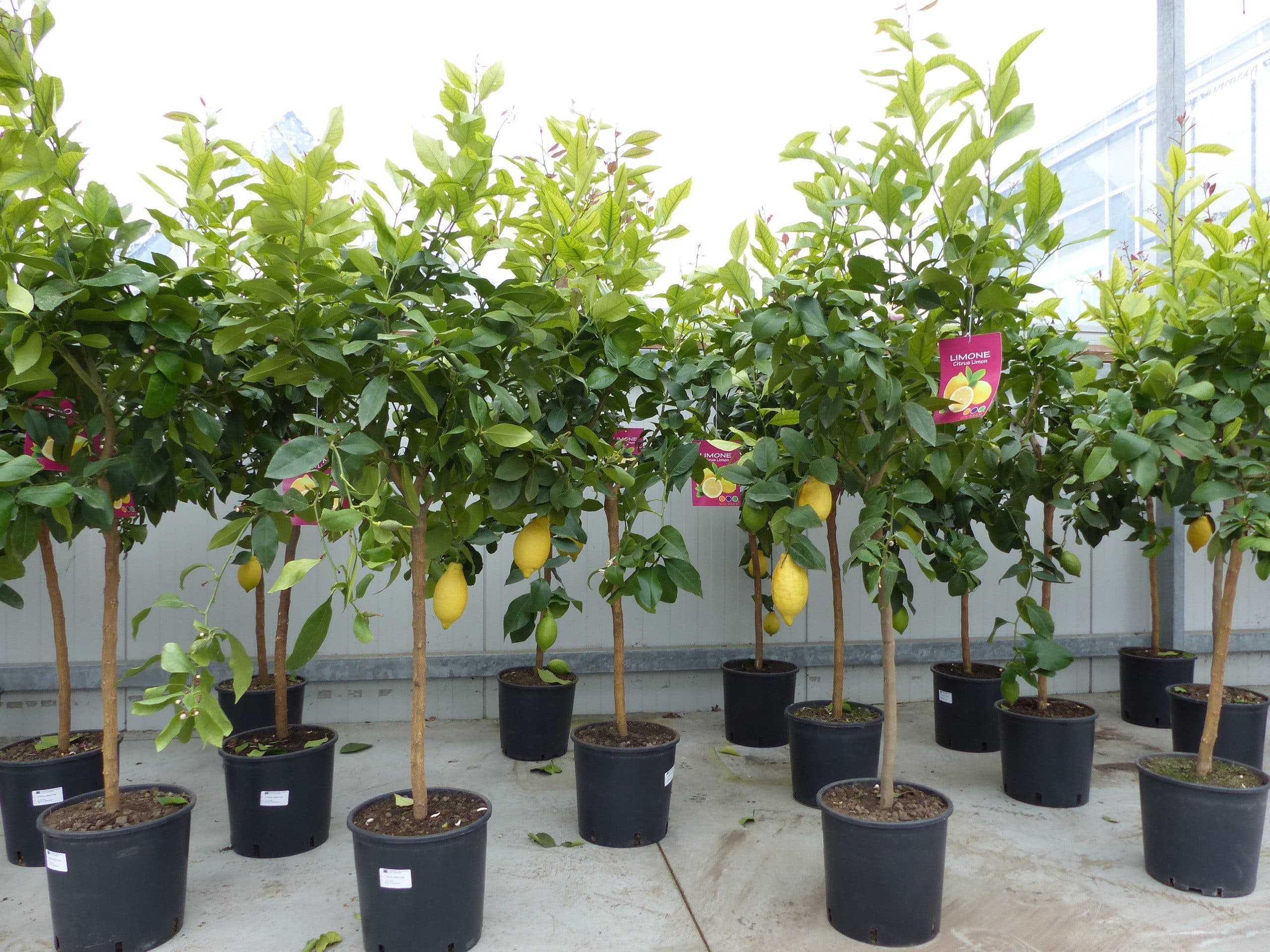 gruenwaren jakubik Zitronenbaum mit Topf 140-160 cm - Bild 2