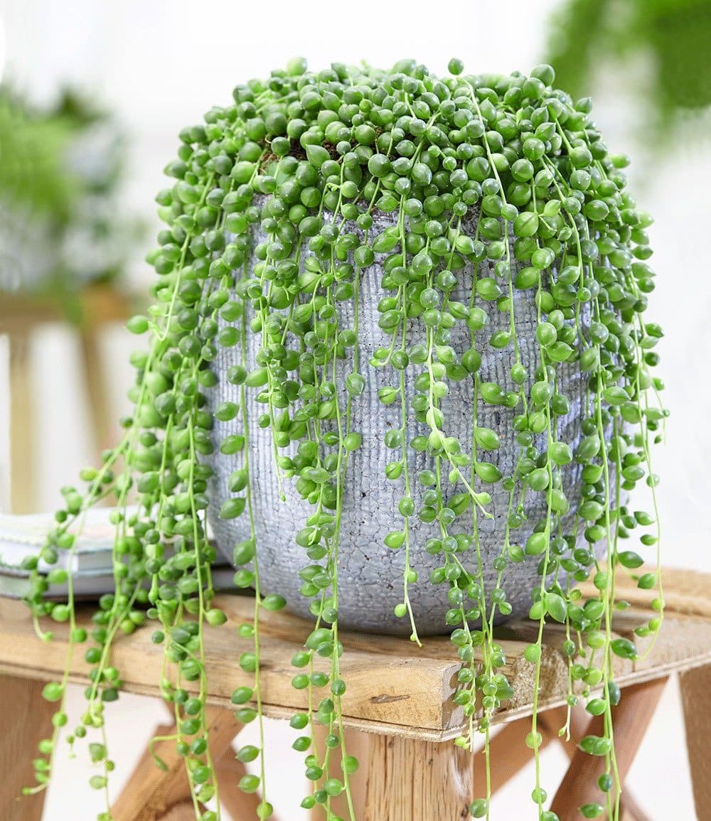 BALDUR Garten Erbsenpflanze Senecio rowleyanus Grün Trockenresistent
