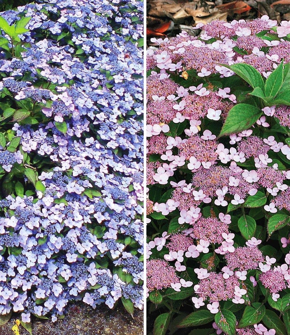 BALDUR Garten Zwerg-Hortensien-Kollektion 2 St. Winterhart & Pflegeleicht - Bild 2