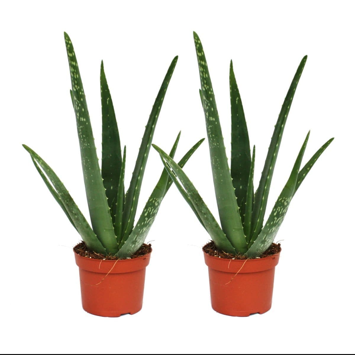 Exotenherz Sukkulente 2er Set Aloe Vera 10,5cm Topf