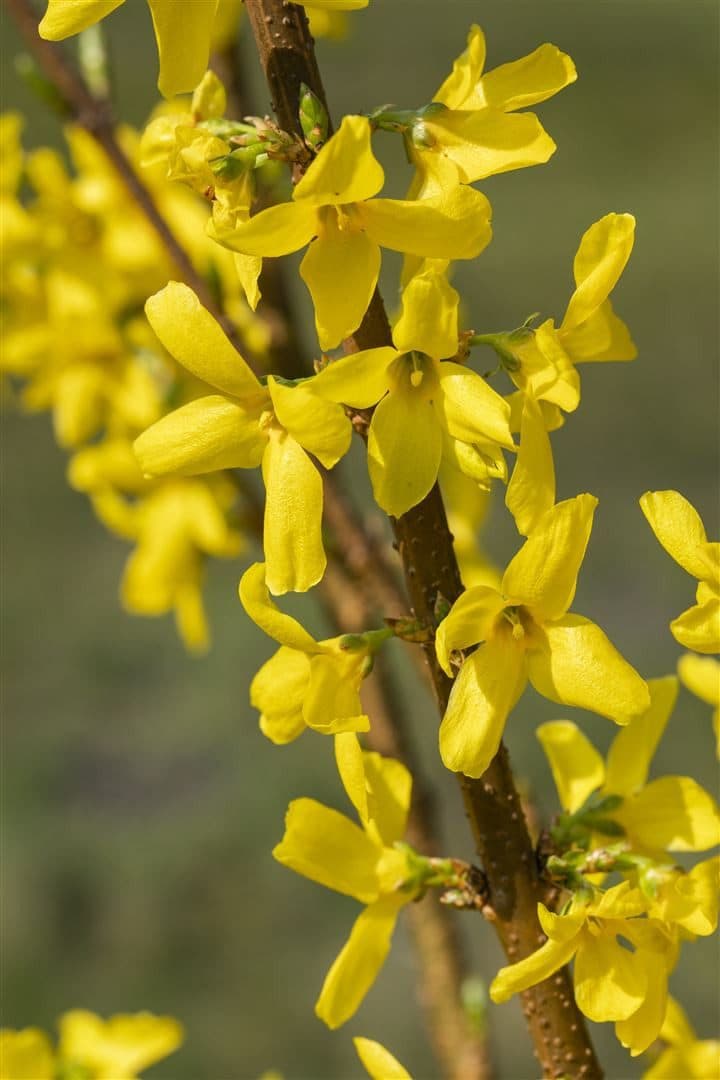 Pflanzen für Dich Forsythia Lynwood Gold 1 St. Goldglöckchen - Bild 2