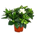 Exotenherz Gardenie Duftende Blütenpflanze Creme-Weiß 12cm Topf Bild 2