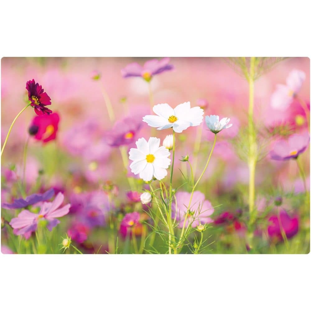 matches21 HOME & HOBBY Platzset Blumenwiese pink weiß abwaschbar