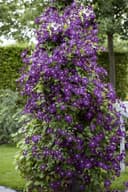 Pflanzen für Dich Kletterpflanze Clematis viticella Polish Spirit Violettblühend Bild 2
