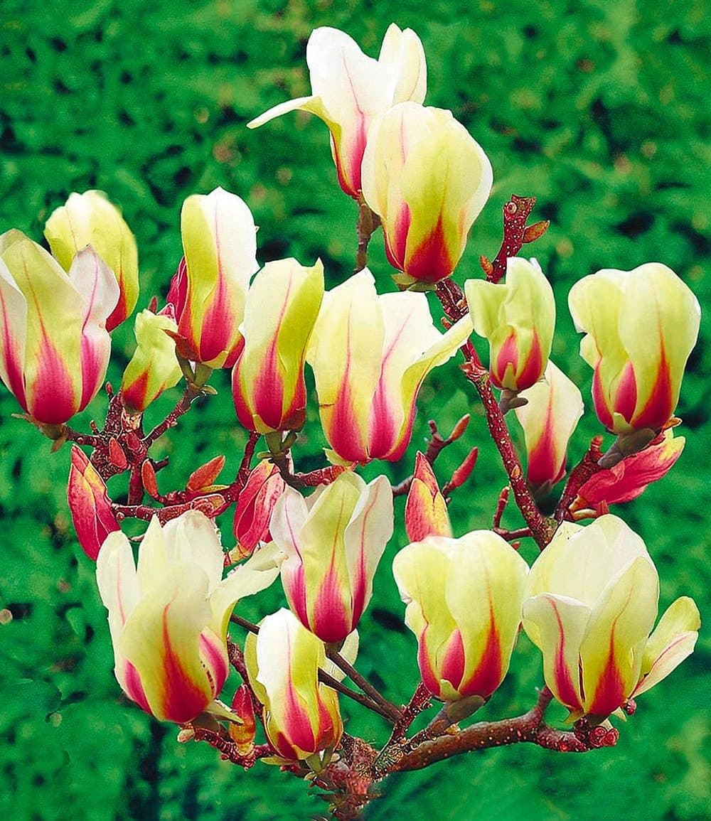 BALDUR Garten Zierstrauch Magnolie Sunrise
