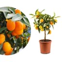 Meine Orangerie Mini-Zitruspflanze im Ø15 cm Topf - diverse Sorten Bild 2
