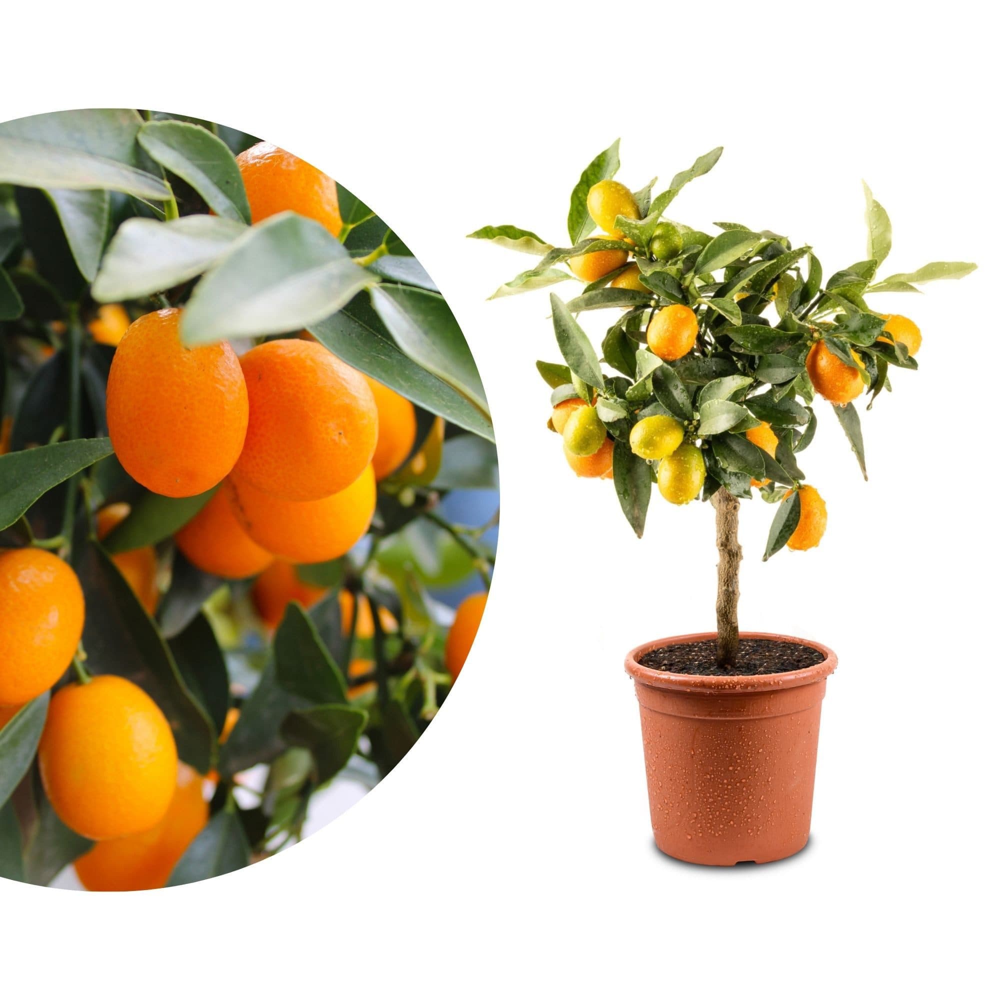 Meine Orangerie Mini-Zitruspflanze im Ø15 cm Topf - diverse Sorten - Bild 2