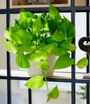 BALDUR Garten Efeutute 'Golden Pothos' Zimmerpflanze goldgrün Bild 2