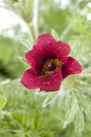 Pulsatilla vulgaris Küchenschelle Violett Bild 2