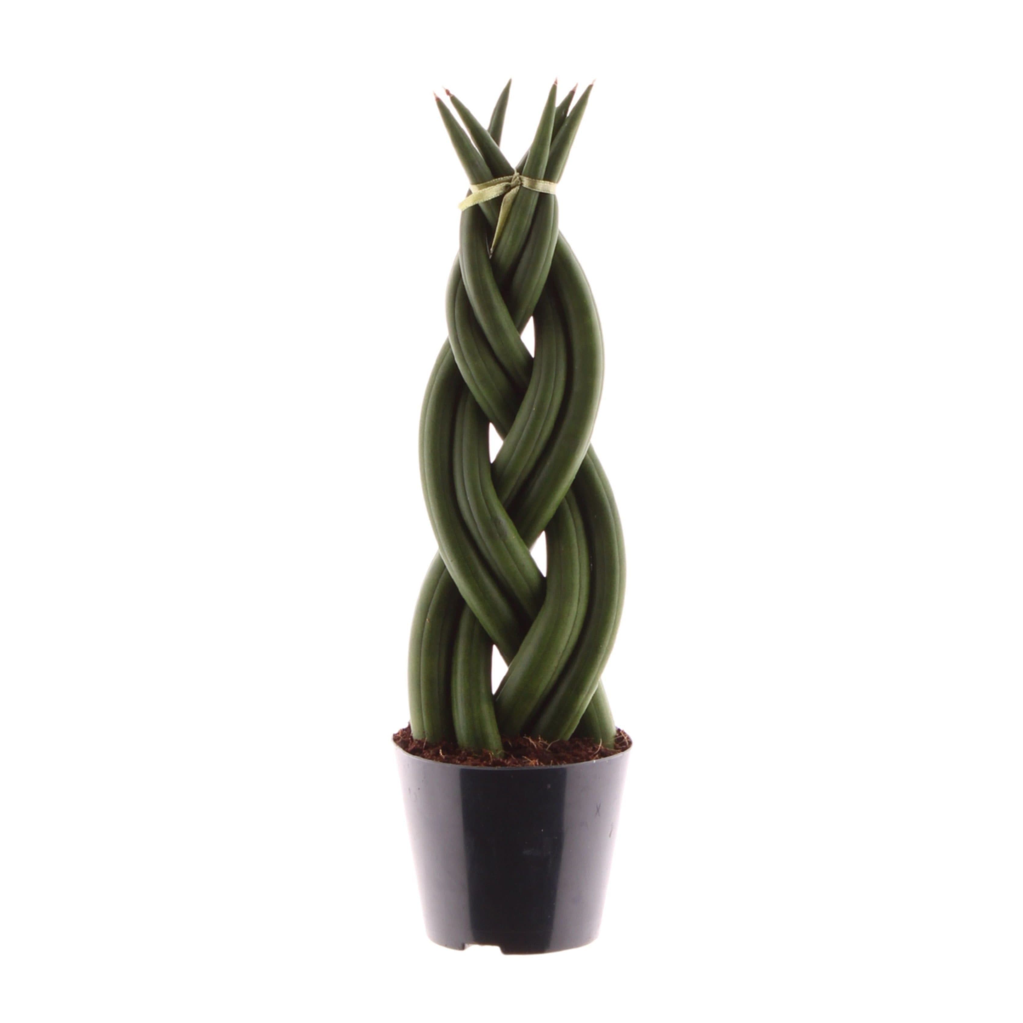 meinvipshop Zimmerpflanze Sansevieria cylindrica Twist 30cm