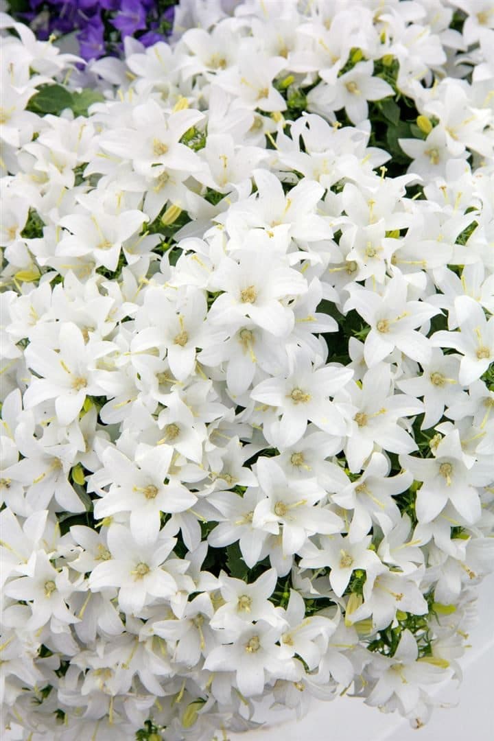 Pflanzen für Dich Zwerg-Glockenblume Campanula coch. White Baby Weiß