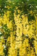 Pflanzen für Dich Laburnum watereri Vossii Goldregen Edel-Goldregen Bild 2