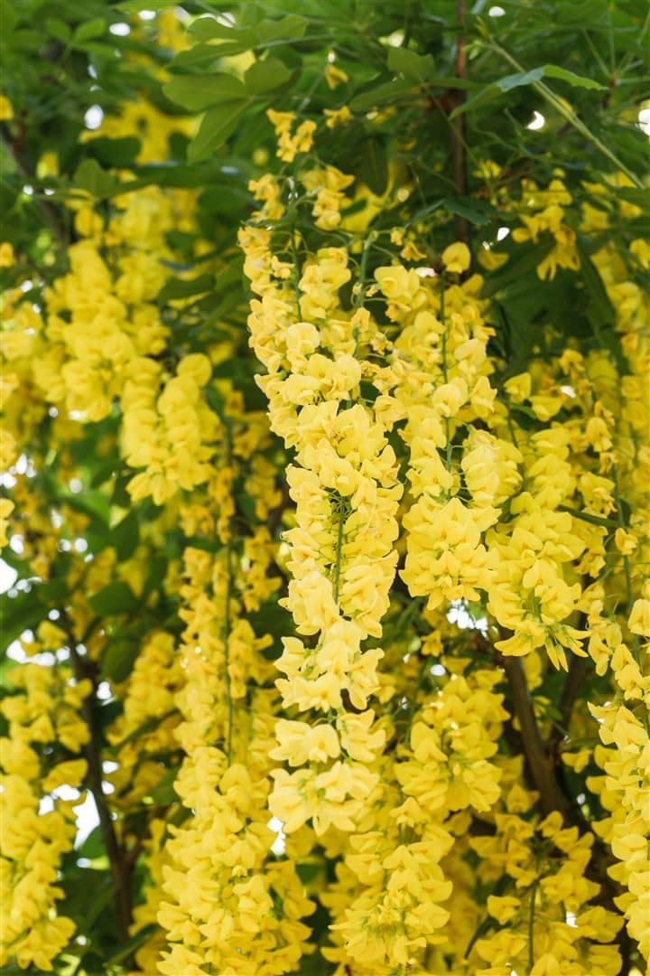 Pflanzen für Dich Laburnum watereri Vossii Goldregen Edel-Goldregen - Bild 2