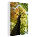 OneMillionCanvasses® Leinwandbild Baum Natur Wald 20x30 cm Bild 2