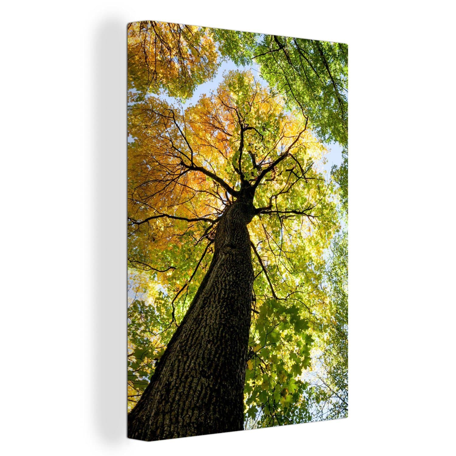 OneMillionCanvasses® Leinwandbild Baum Natur Wald 20x30 cm - Bild 2