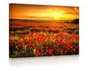 lightbox-multicolor LED-Leuchtbild Mohnblütenfeld fully lighted Bild 2