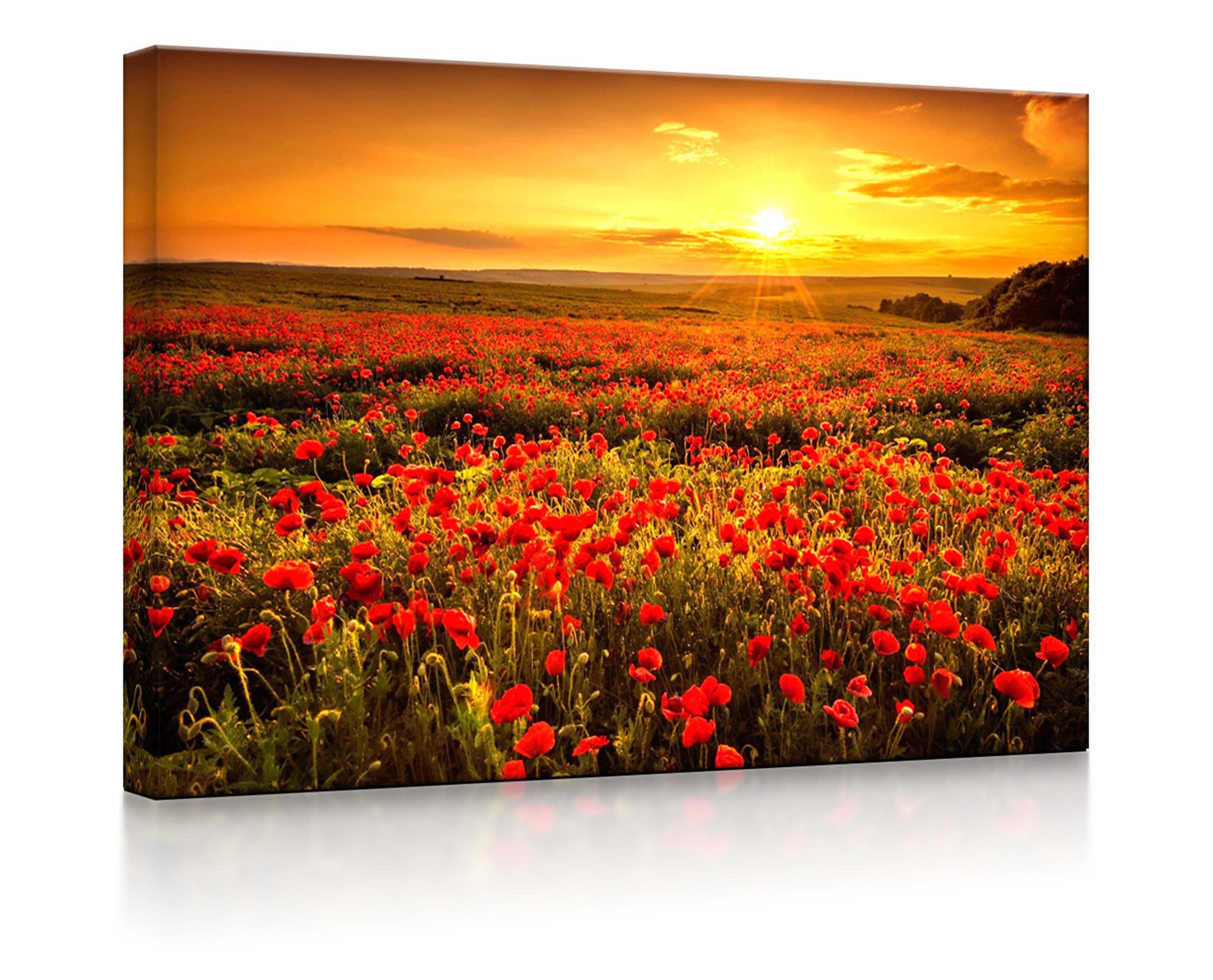 lightbox-multicolor LED-Leuchtbild Mohnblütenfeld fully lighted - Bild 2