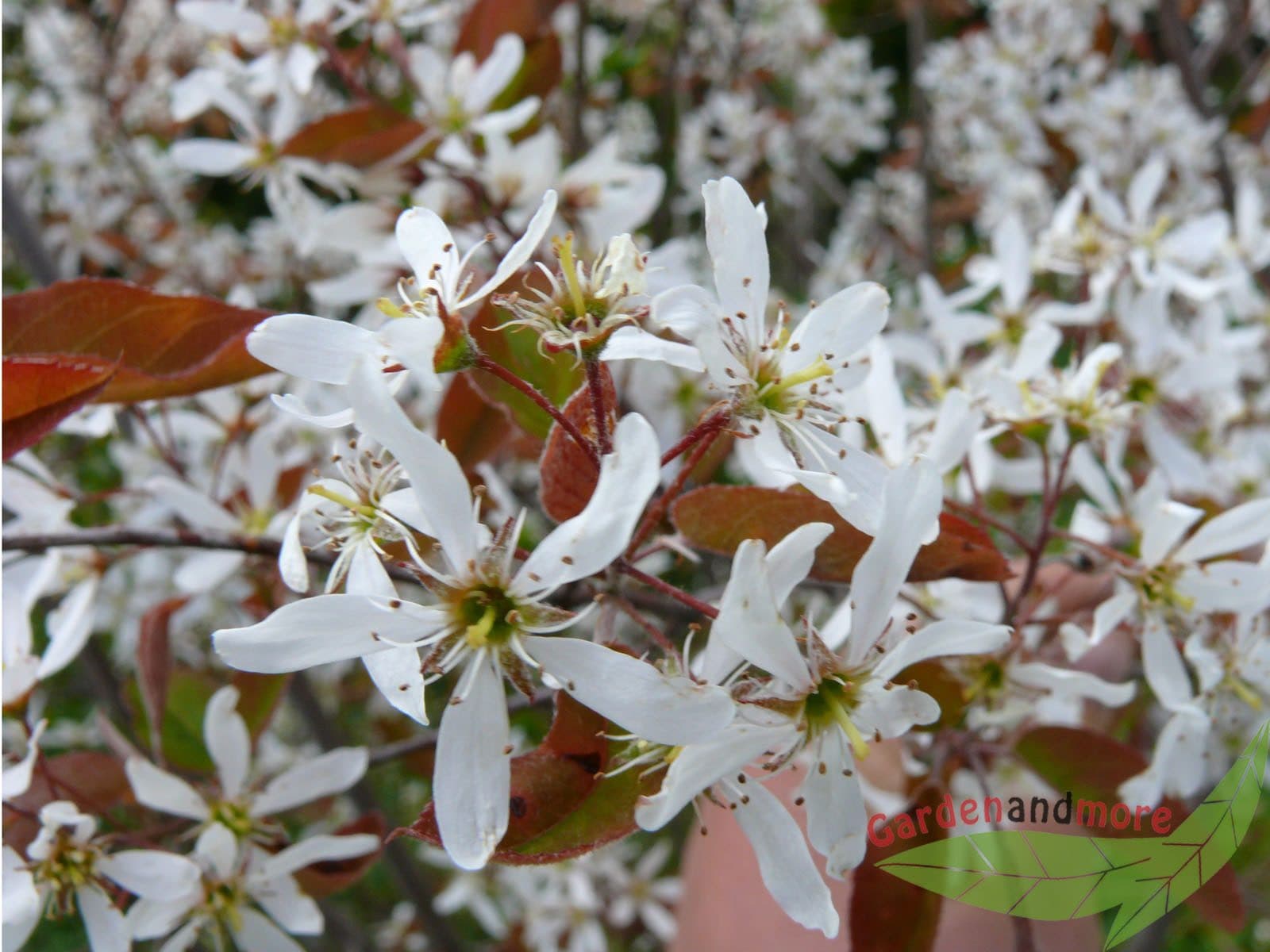 Baumschule Gold Felsenbirne Amelanchier lamarckii