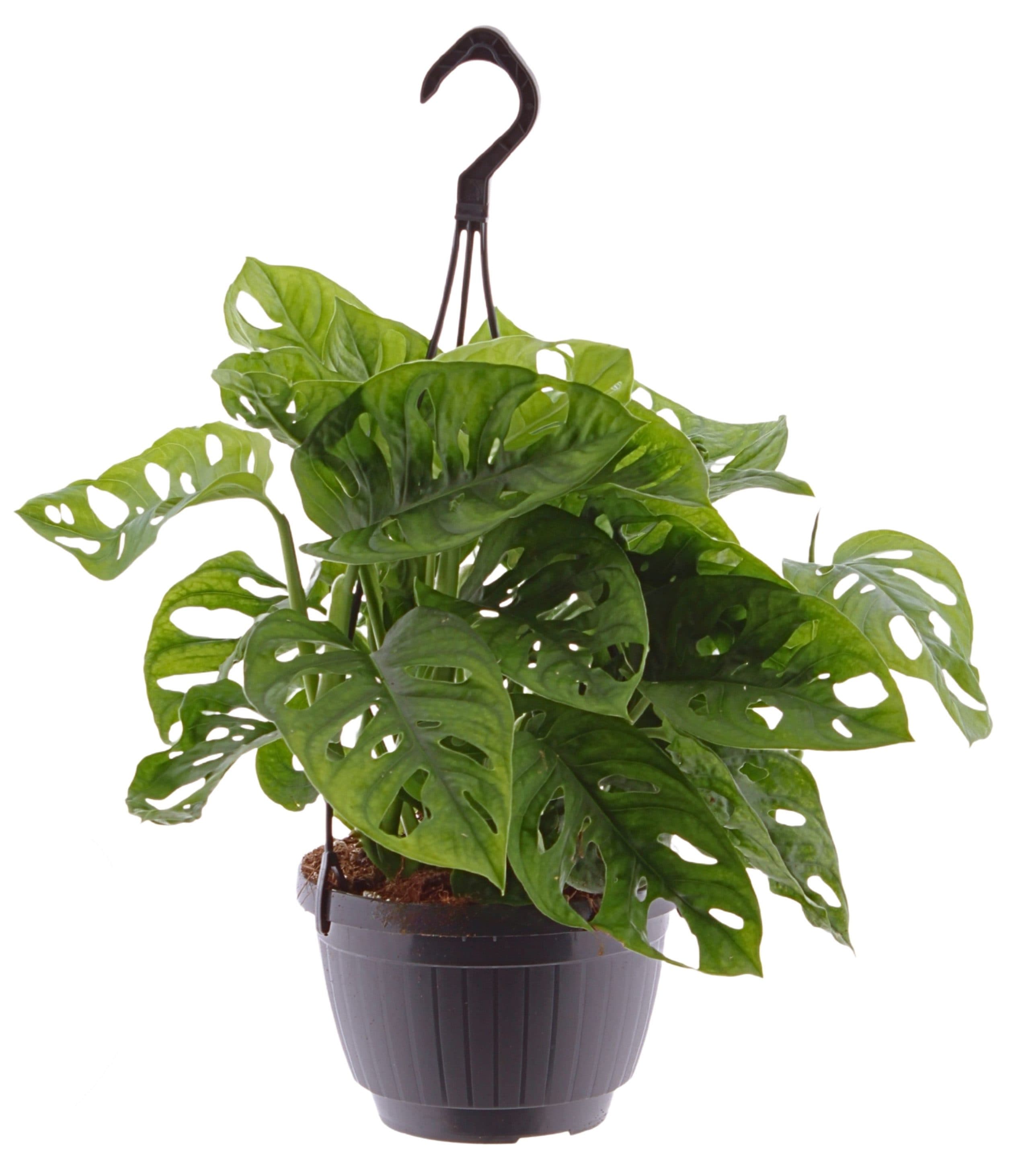 meinvipshop Zimmerpflanze Monstera adansonii Hängeampel