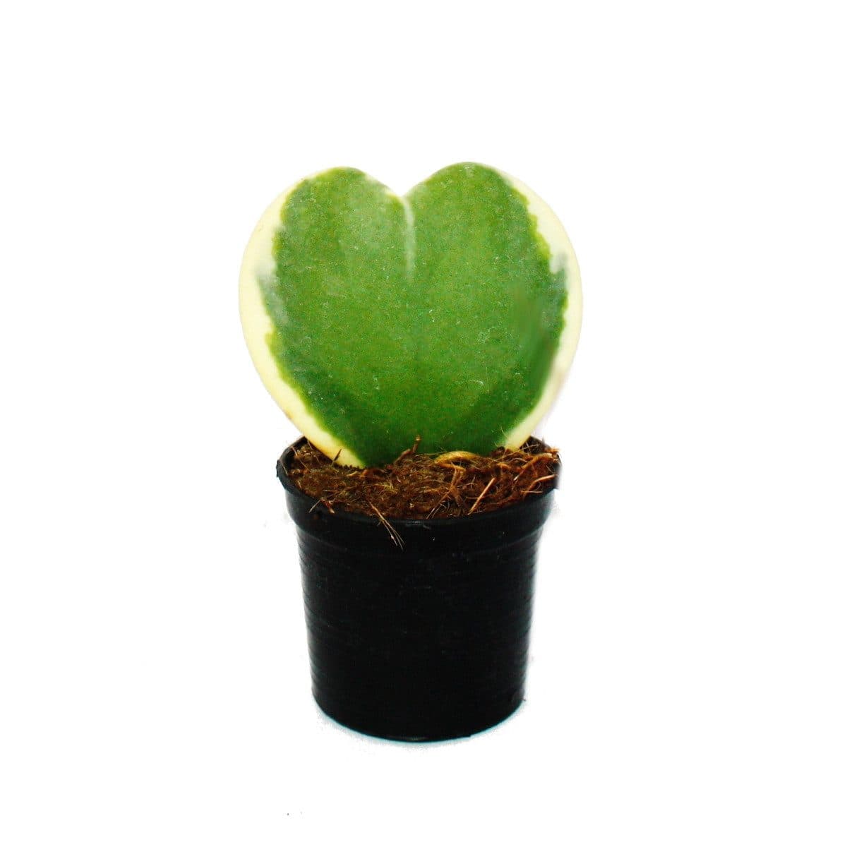 Exotenherz Hoya kerii Herzblatt-Pflanze 6cm Topf Sukkulente