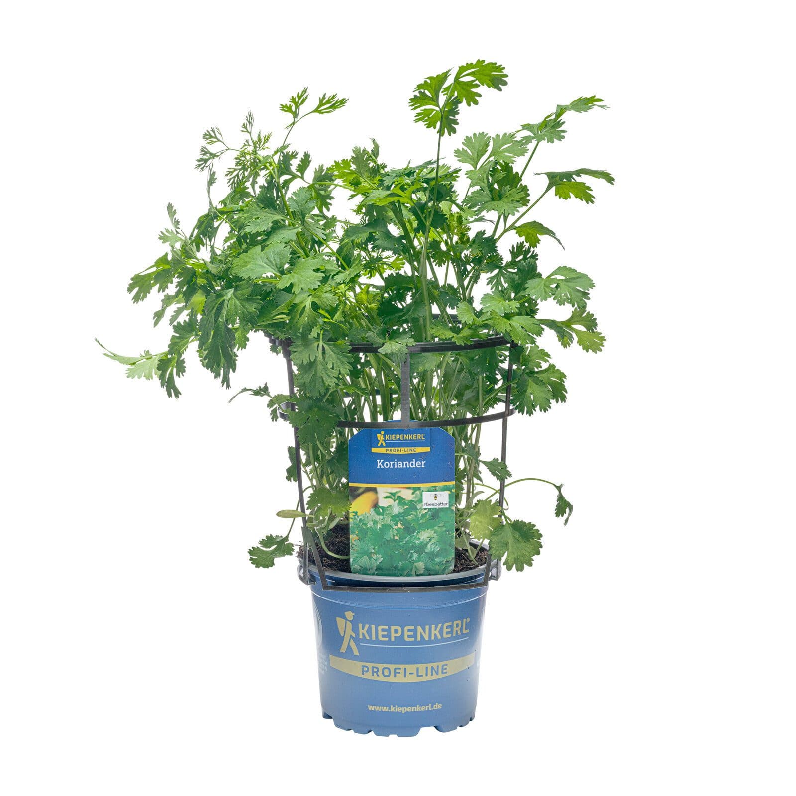 Koriander Saatgut Coriandrum sativum - 12cm Topf für Balkon & Garten - Bild 2