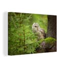 OneMillionCanvasses® Leinwandbild Eule auf Baum sitzend 30x20 cm Bild 2