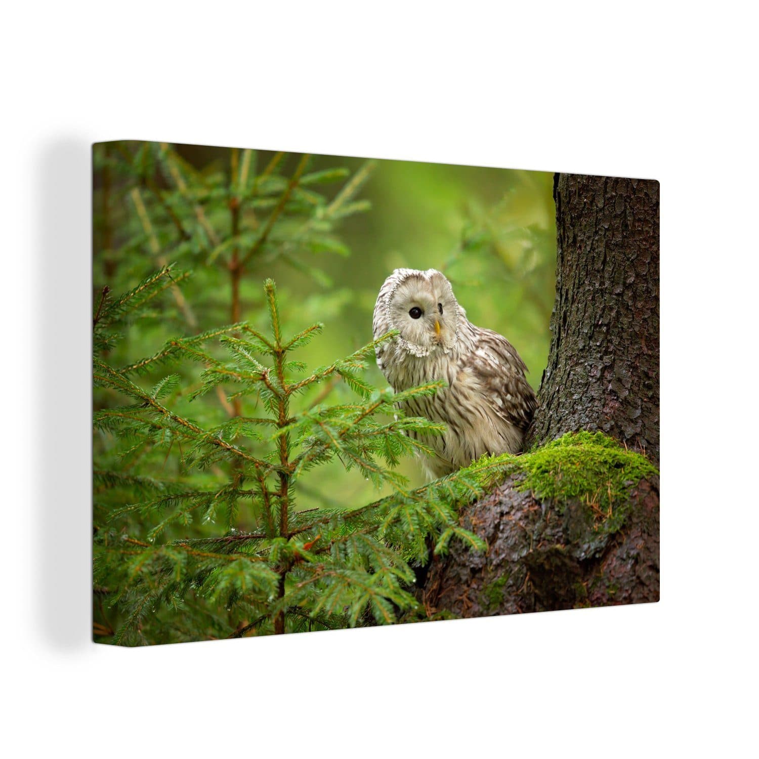 OneMillionCanvasses® Leinwandbild Eule auf Baum sitzend 30x20 cm - Bild 2