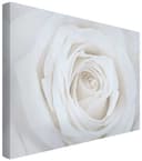 Bilderdepot24 Leinwandbild Akustikbild Blumen Natur Modern Rose weiss Bild 2