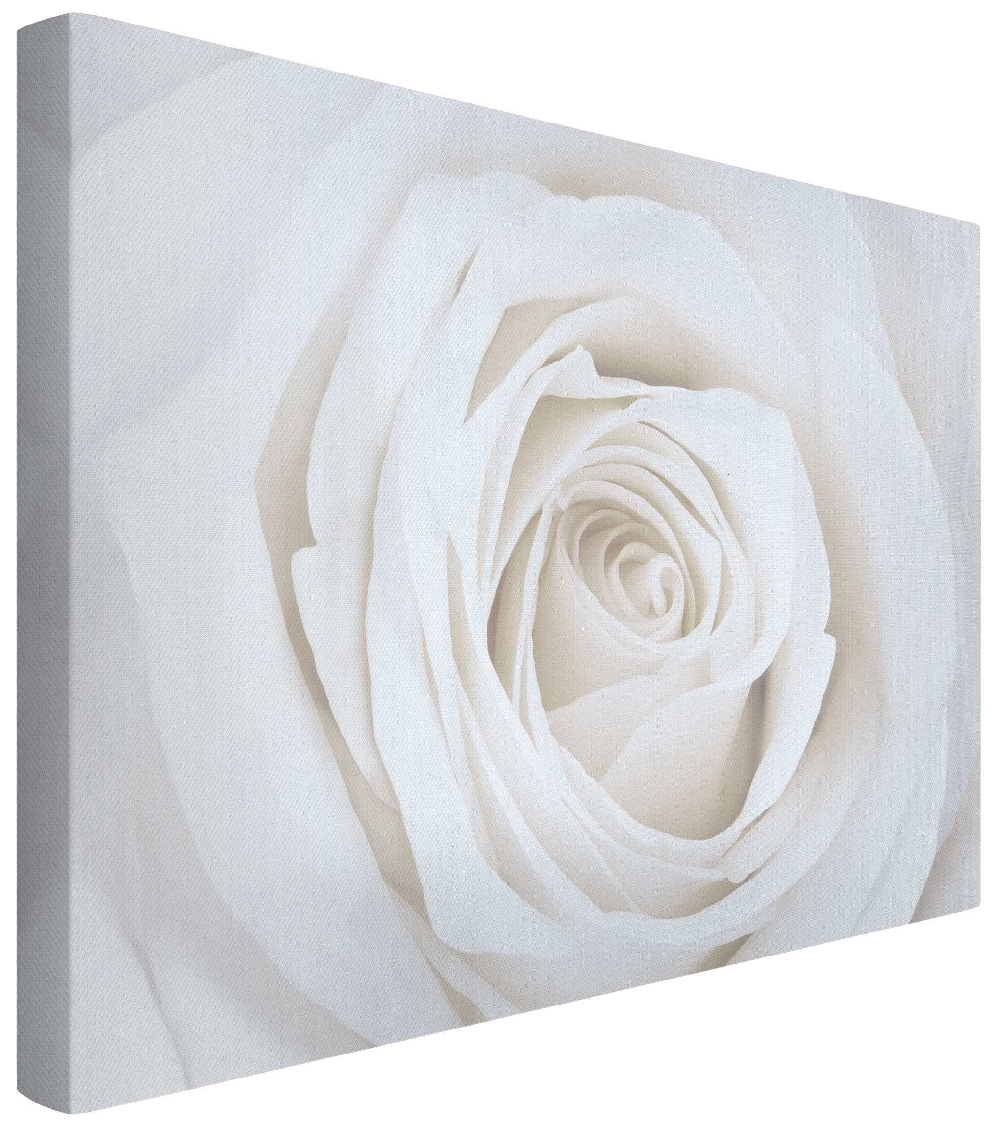 Bilderdepot24 Leinwandbild Akustikbild Blumen Natur Modern Rose weiss - Bild 2