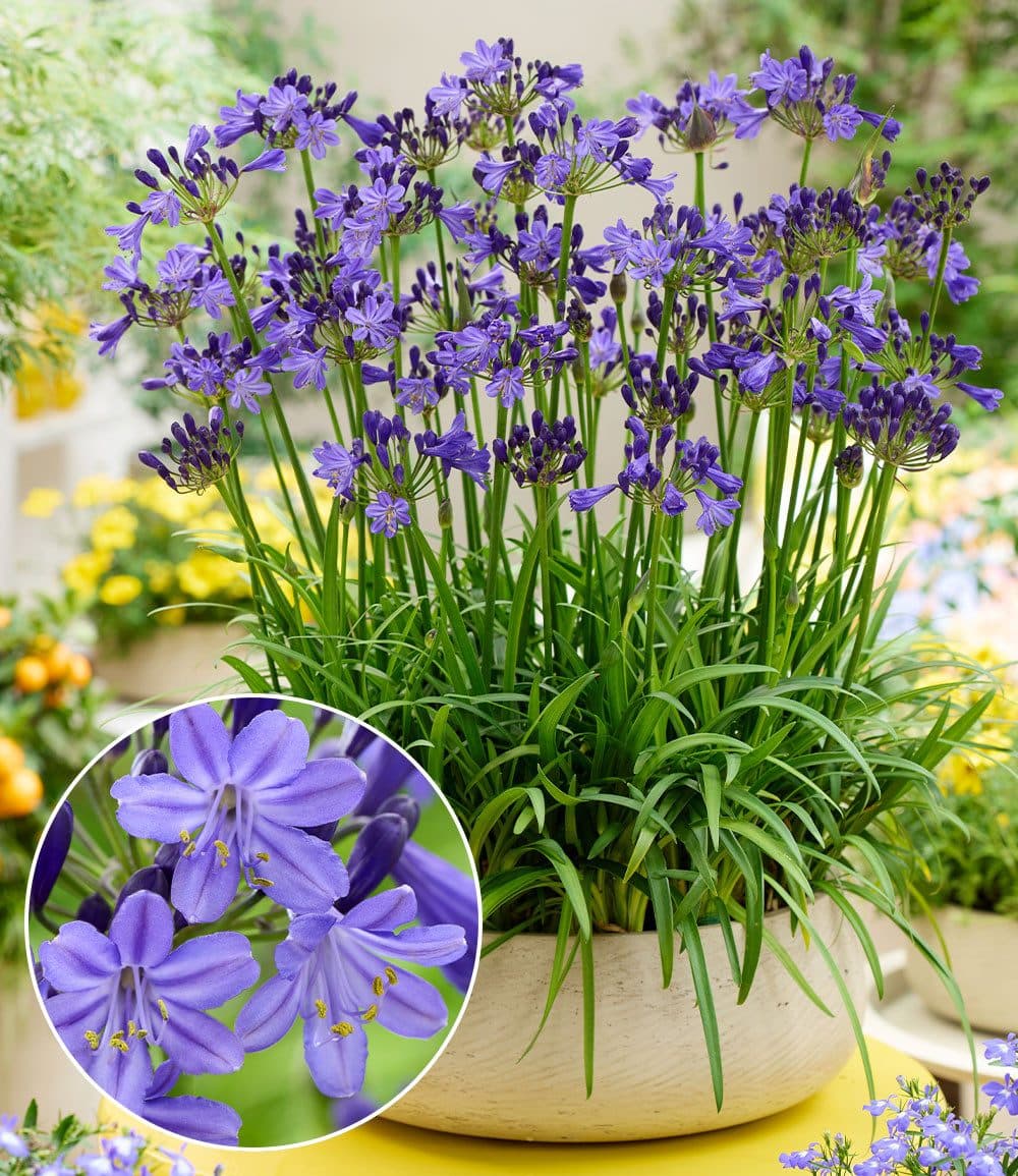 BALDUR Garten Staude Zwerg-Agapanthus 'Fairy Blue®' Blau Violett - Bild 2