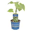 Pflanzen für Dich Salatgurke Maxime® veredelt F1 12cm Topf Bild 2