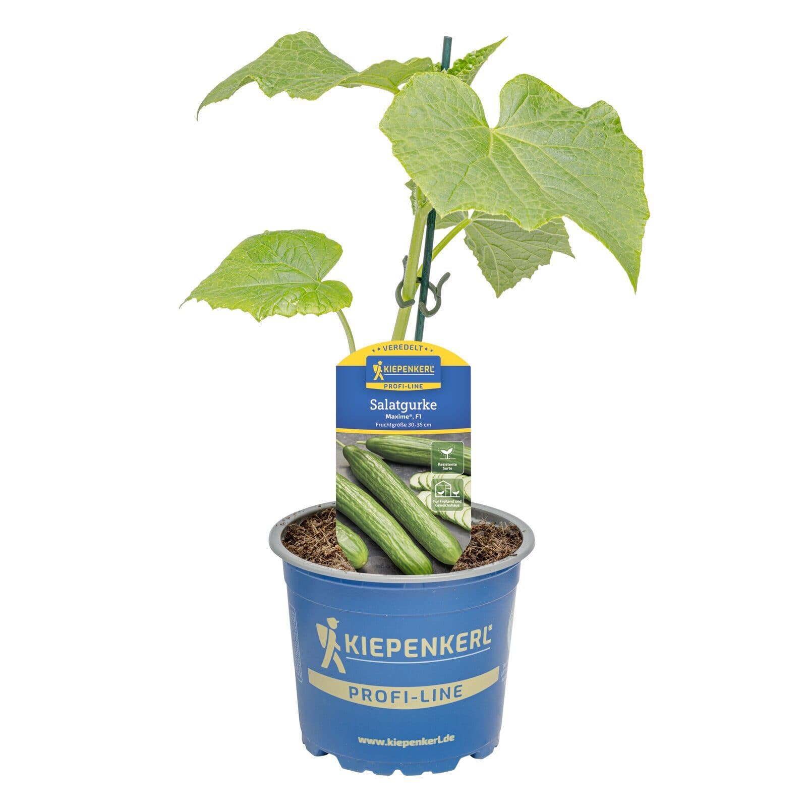 Pflanzen für Dich Salatgurke Maxime® veredelt F1 12cm Topf - Bild 2
