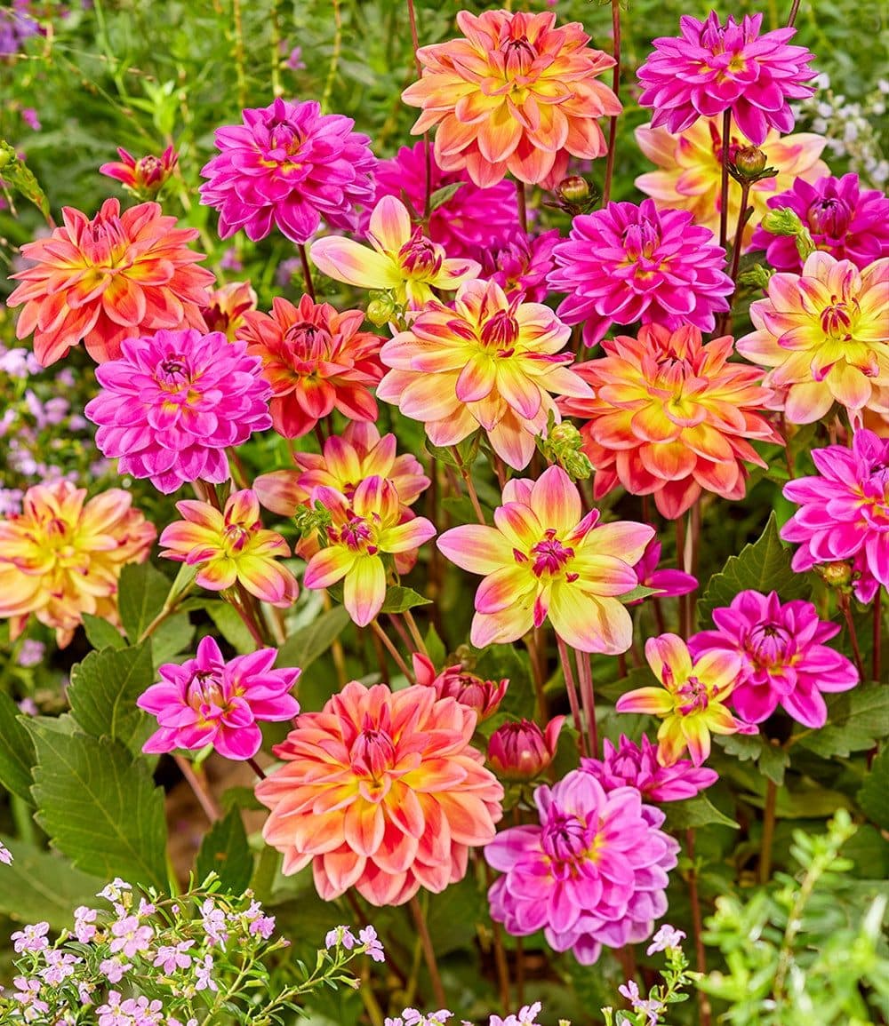 BALDUR Garten Blumenzwiebeln Dahlien-Mix 'Pacific' Bunt Mehrjährig
