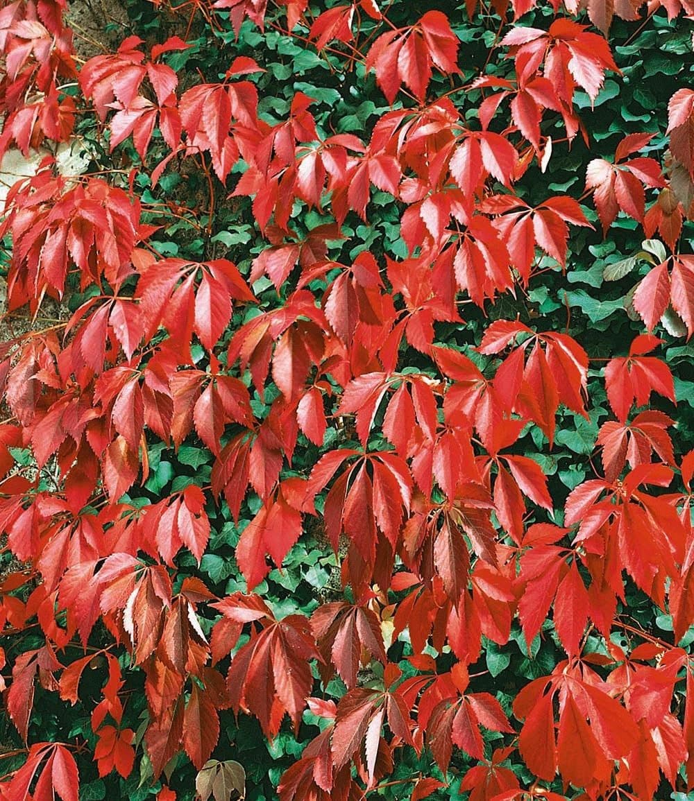 BALDUR Garten Kletterpflanze Wilder Wein 'Quinquefolia' 1 St. Gespensterpflanze Winterhart Pflegeleicht - Bild 2