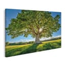 islandburner Leinwandbild Majestätischer Baum im Sonnenlicht Bild 2