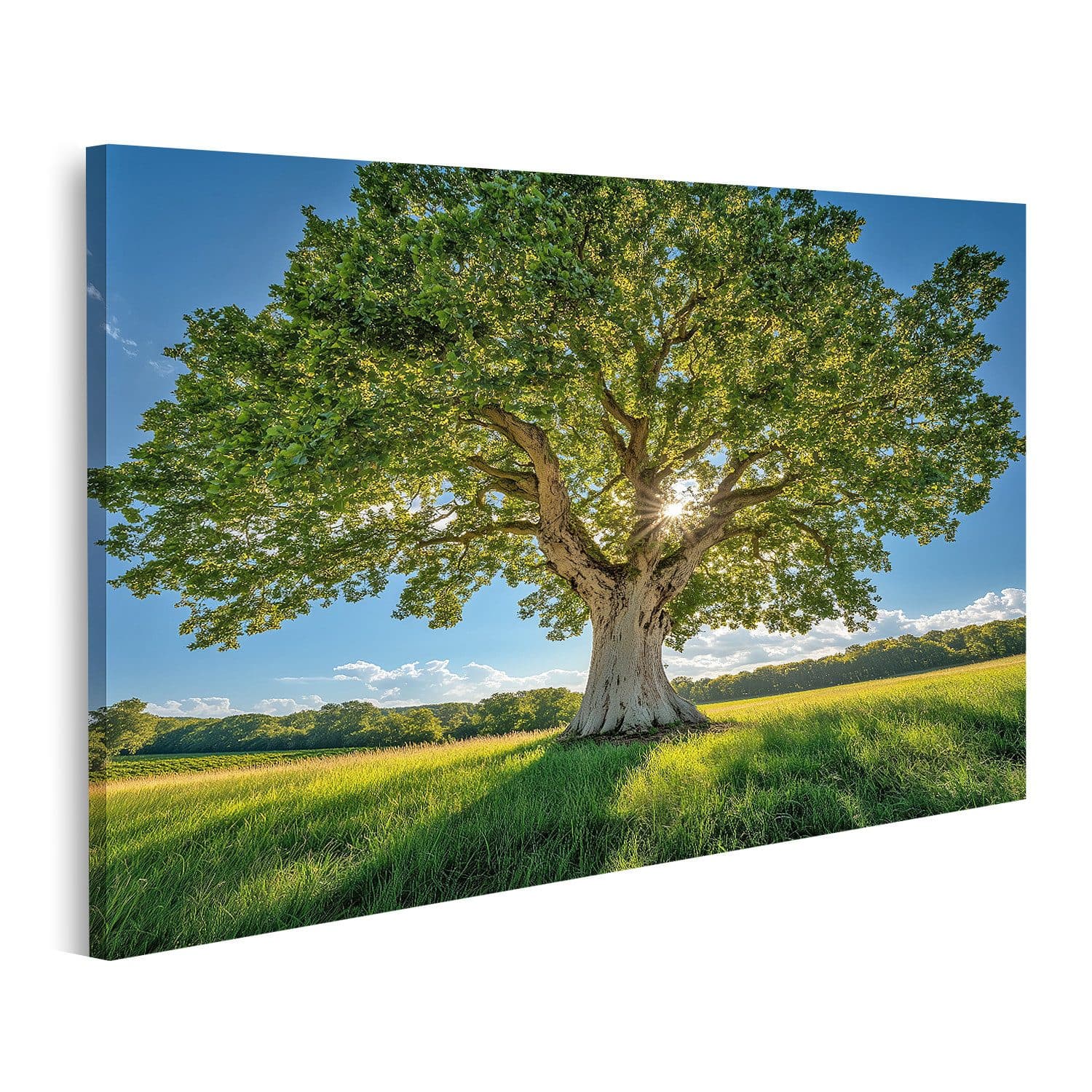 islandburner Leinwandbild Majestätischer Baum im Sonnenlicht - Bild 2