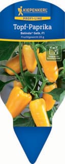 Pflanzen für Dich Topf-Paprika Belinda® Gelb F1 12cm Topf Bild 2