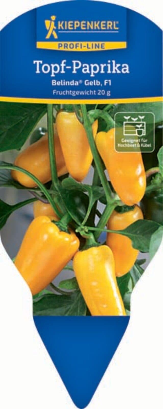 Pflanzen für Dich Topf-Paprika Belinda® Gelb F1 12cm Topf - Bild 2