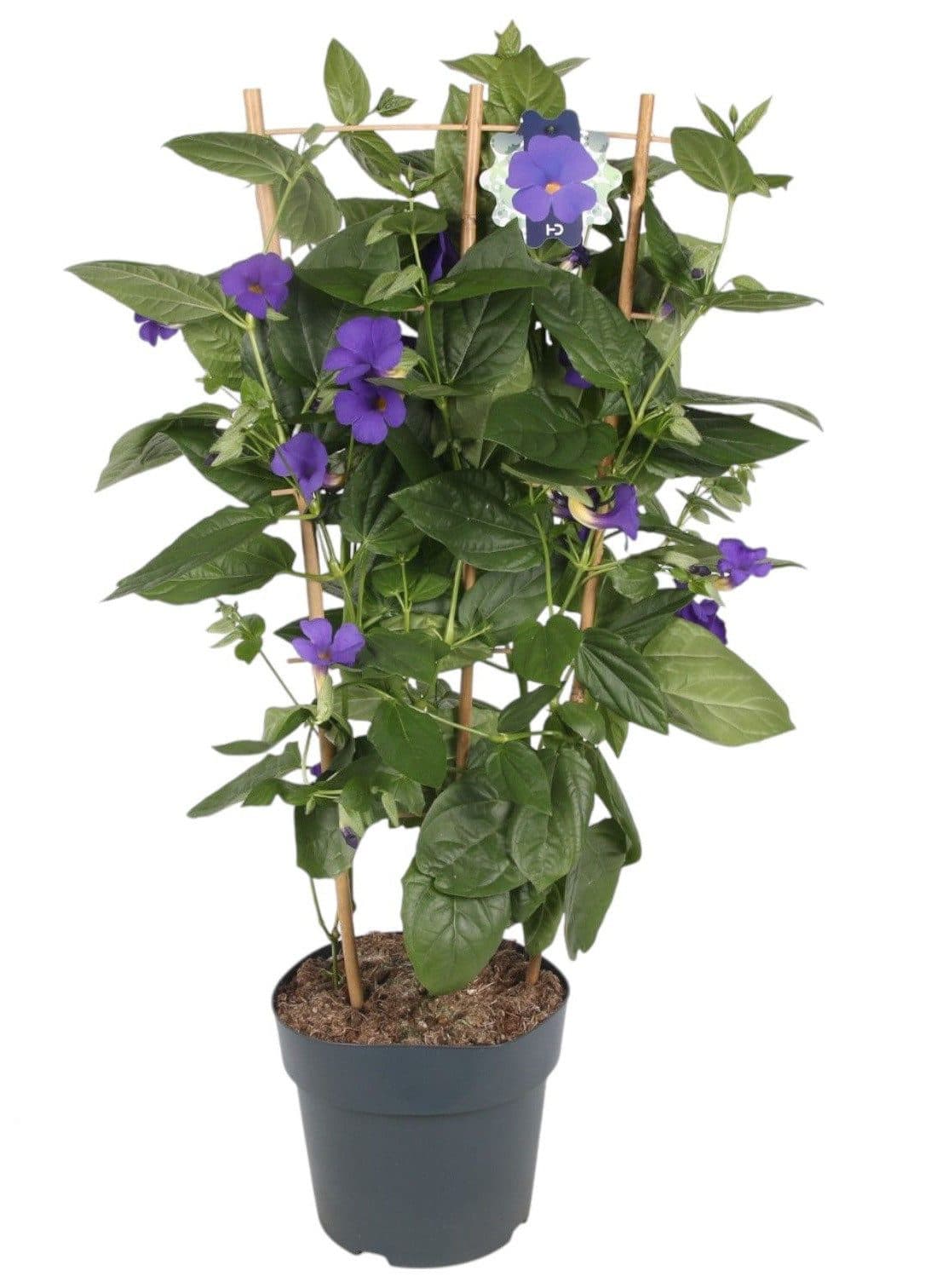 meinvipshop Topfpflanze Blaue Himmelsblume 70cm Thunbergia battiscombei