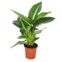 Exotenherz Zimmerpflanze Diefenbachia Magic Green luftreinigend Bild 2